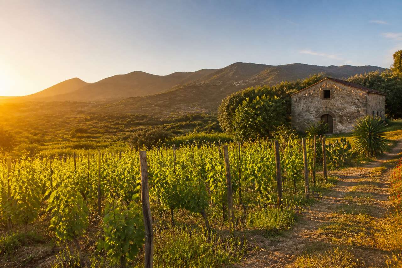 Campanie : &eacute;l&eacute;gance des vins volcaniques
